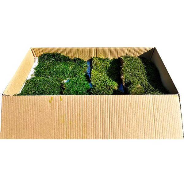 PRESERVED FLAT MOSS