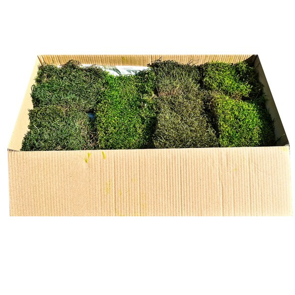 PRESERVED LONG MOSS