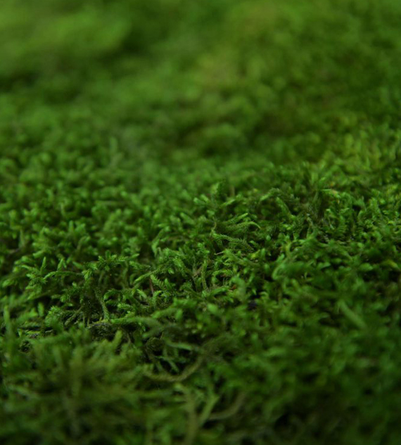 Preserved Flat Moss