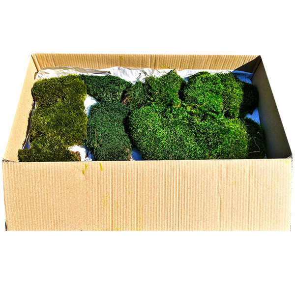 PRESERVED FLAT MOSS